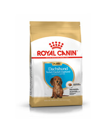 Royal Canin Dachshund Puppy 1,5 kg granule pre šteňatá a mladých jazvečík