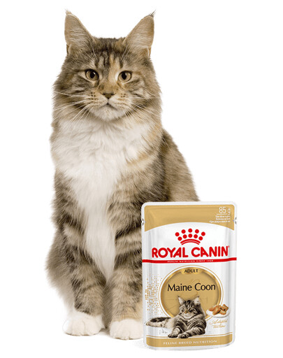 ROYAL CANIN Maine Coon karma mokra w sosie dla kotów dorosłych rasy maine coon 12x85g