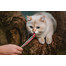 INABA Churu Cat Pyré z tuniaka s lososom 4x14g