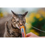 INABA Churu Cat Kuracie so syrom 4x14g