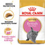 Royal Canin British Shorthair Kitten 2 kg granule pre britské krátkosrsté mačiatka
