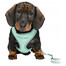 Trixie Puppy Soft postroj s vodítkom Junior, 26-34 cm/10 mm, 2,00 m, mätový