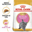 ROYAL CANIN British Shorthair Kitten 12x400 g krmivo pre mačiatka, do 12 mesiacov pre plemeno Britská krátkosrstá mačka